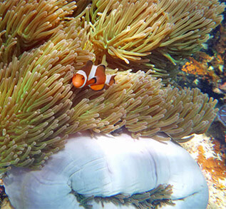 Unterwasserwelt Malaysia